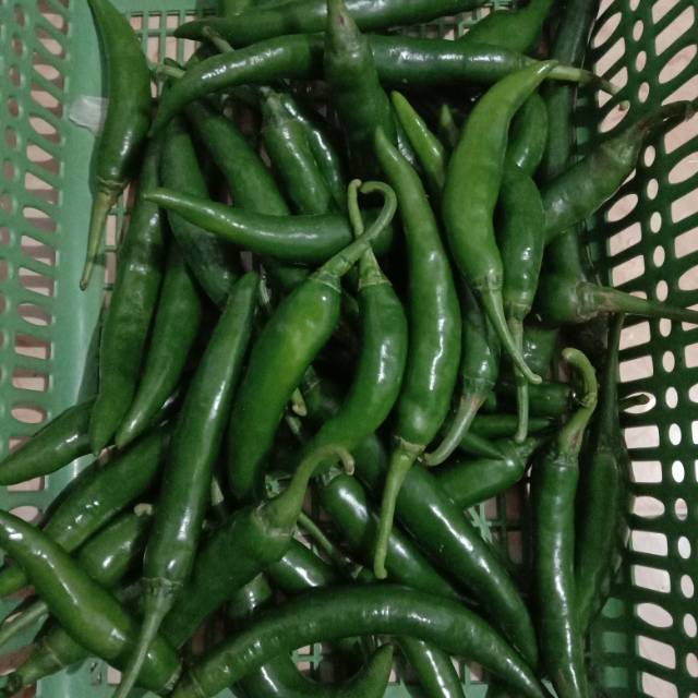 

Cabe hijau
