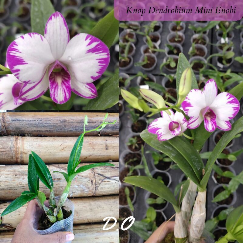 Dendrobium Mini Enobi
