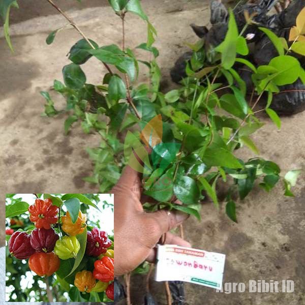 Bibit Tanaman Dewandaru Cermai Belanda