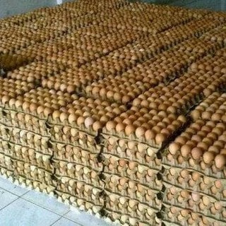 Grosir Telur Ayam Coklat Negeri HARGA TERMURAH Min. 15 Kg ...