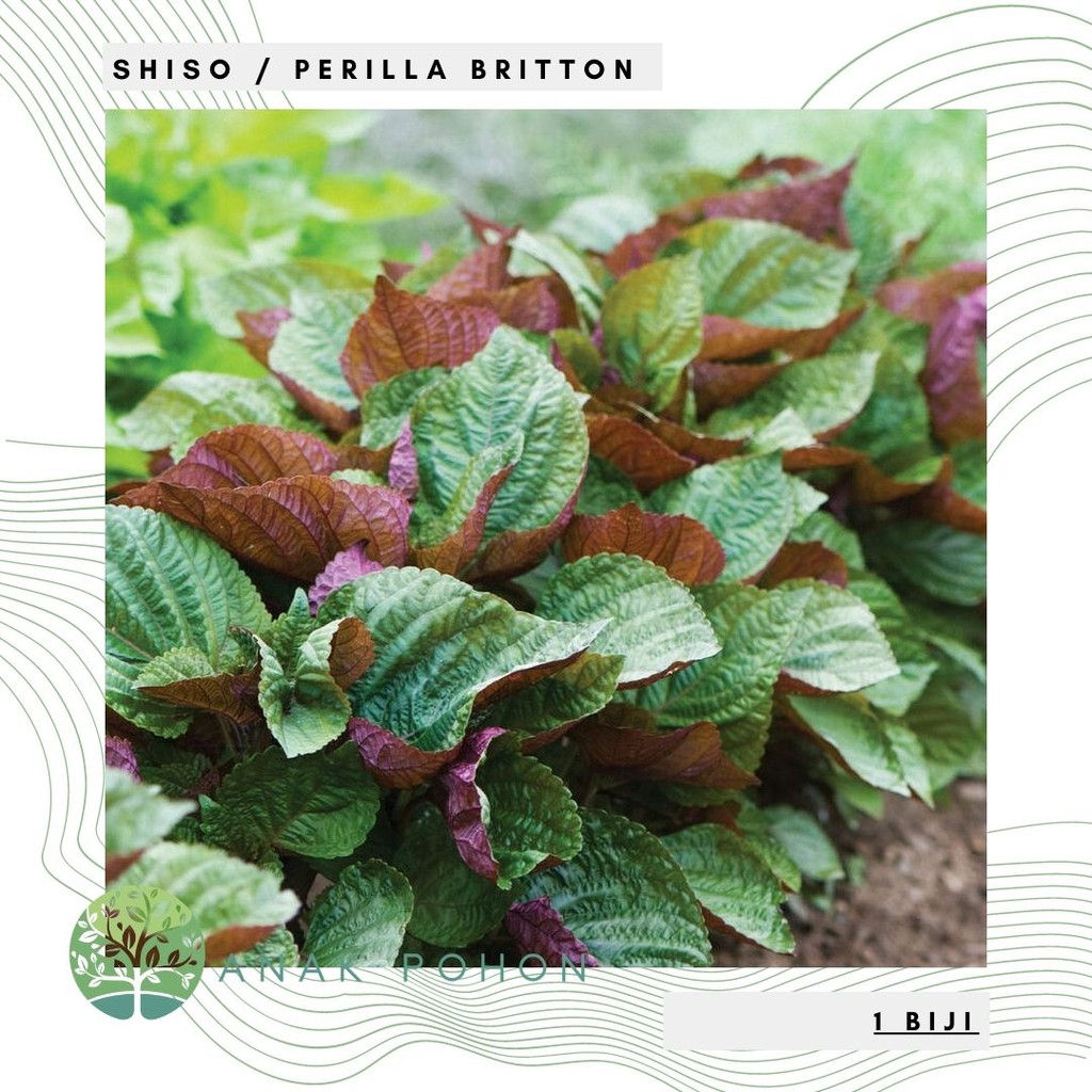 Benih Bibit Biji - Shiso Perilla Britton Korean Shiso Salad Leaves Seeds - IMPORT