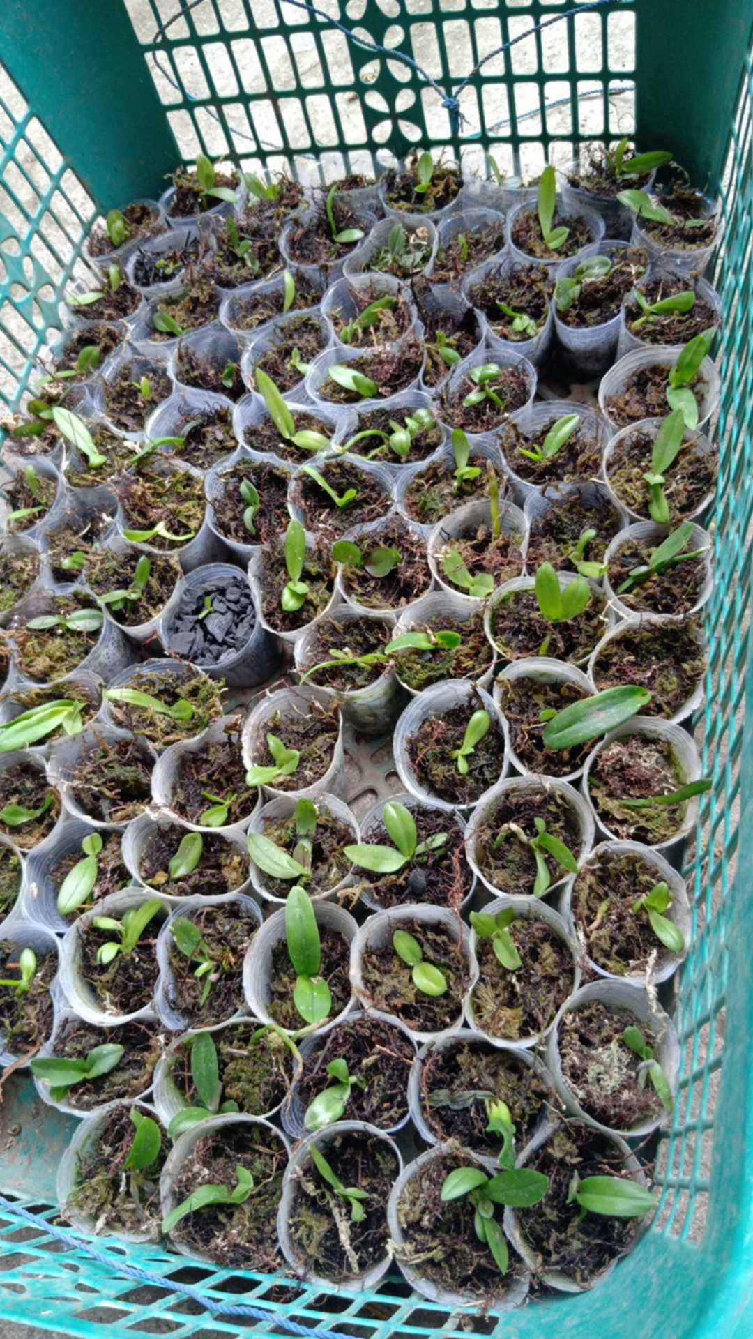 Pot Anggrek Seedling - Flexible Cup 100 Pcs 1.5 Inc  5 Cm