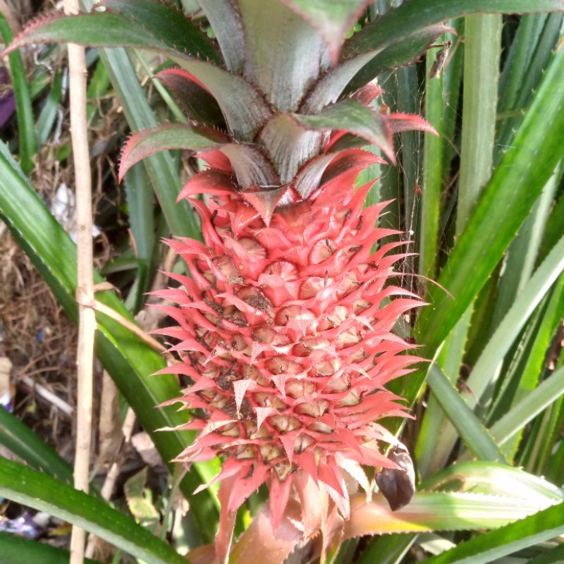 nanas merah nanas hutan 1 buah