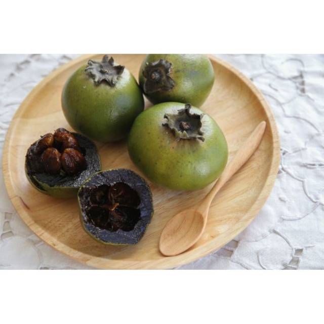 Bibit black sapote