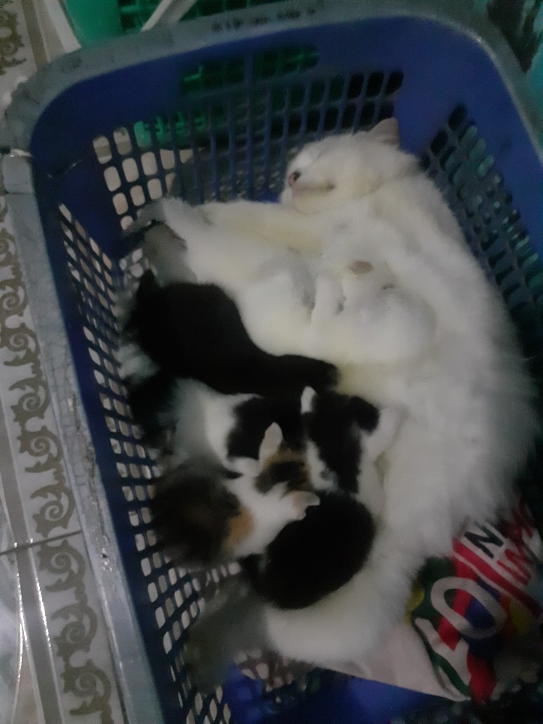 Baut L 10 6x45 Nekel