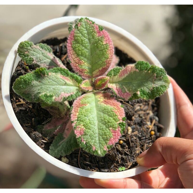 Bunga Episcia Picasso Tanaman Hias Bunga Episcia Import Murah Picasso Bunga Pink Kuning