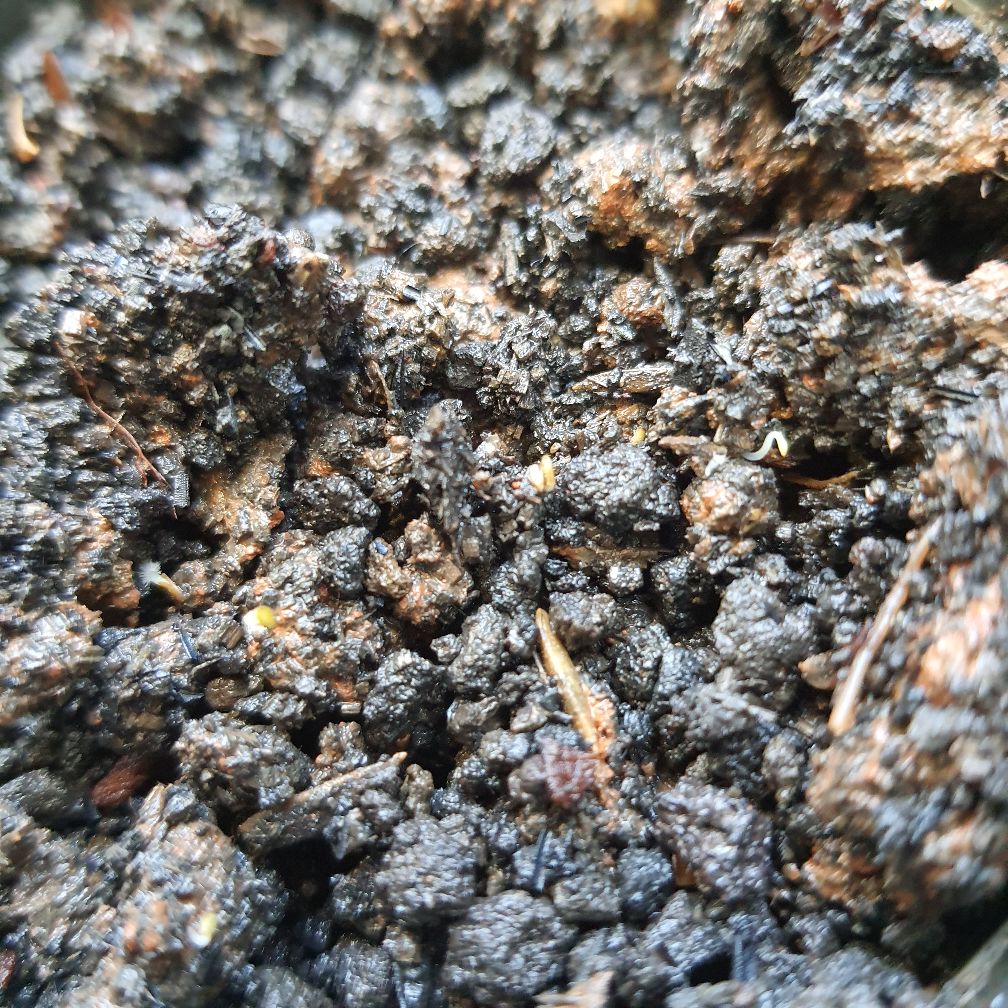 Benih Unggul Bunga Daisy Bellis Tasso Mix Haira Seed Bibit Cantik & Langka Viral 10 Biji