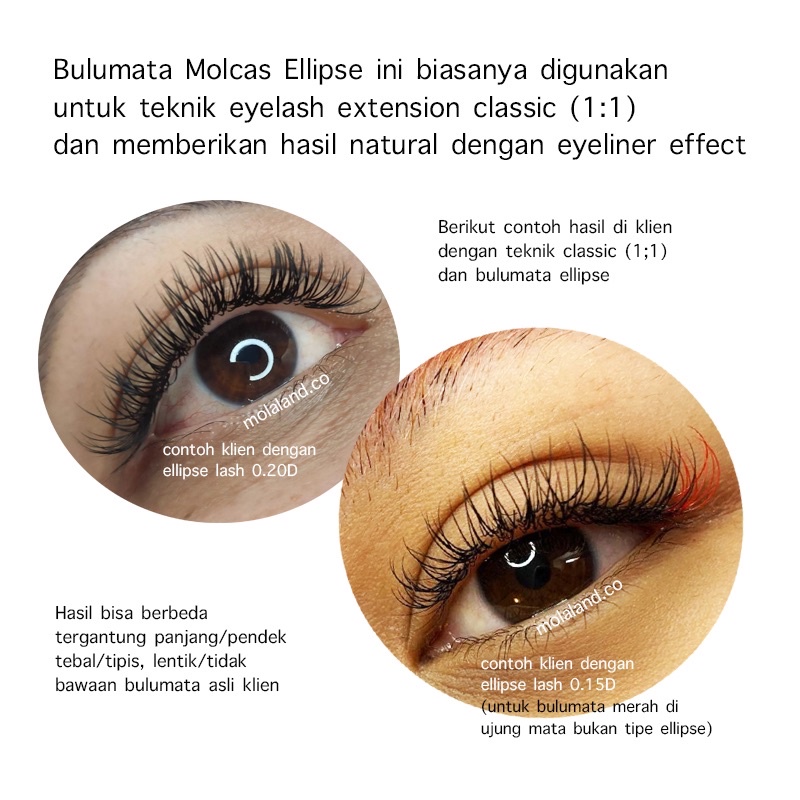 SUPER HALUS! MOLCAS LASH PREMIUM ELLIPSE BULUMATA EYELASH EXTENSION KOREA molalash