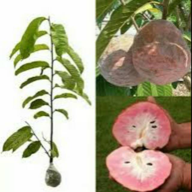 Tanaman buah sirsak merah