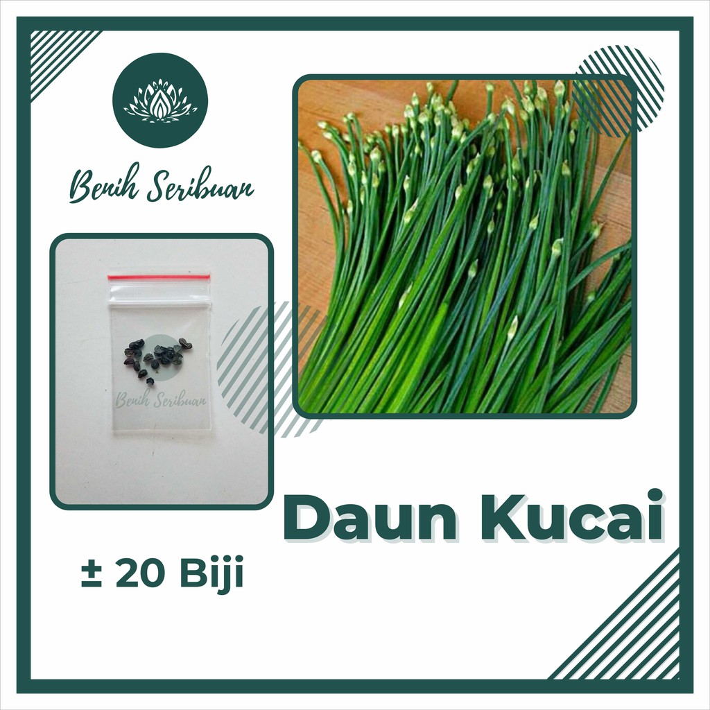 20 Bibit Daun Bawang Kucai F1 Nien Hwa Benih Sayuran Herbal Organik Herb Garlic Chives Tanaman Sayur