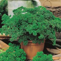 Benih Bibit Biji - Parsley Moss Curled 2 Herb Seeds - IMPORT