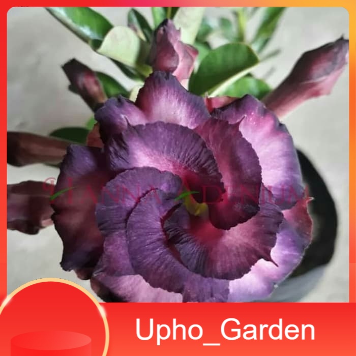 

Bibit Bunga Kamboja Adenium Purple Mahalap - Upho_Garden