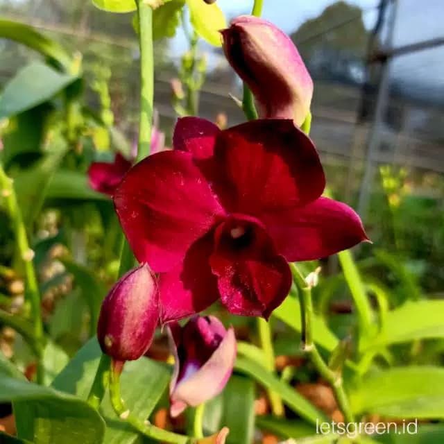 Anggrek Dendrobium Udom Sri X Bertachong