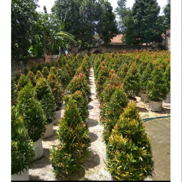 Pohon pucuk merah-pucuk merah biji tinggi 80cm