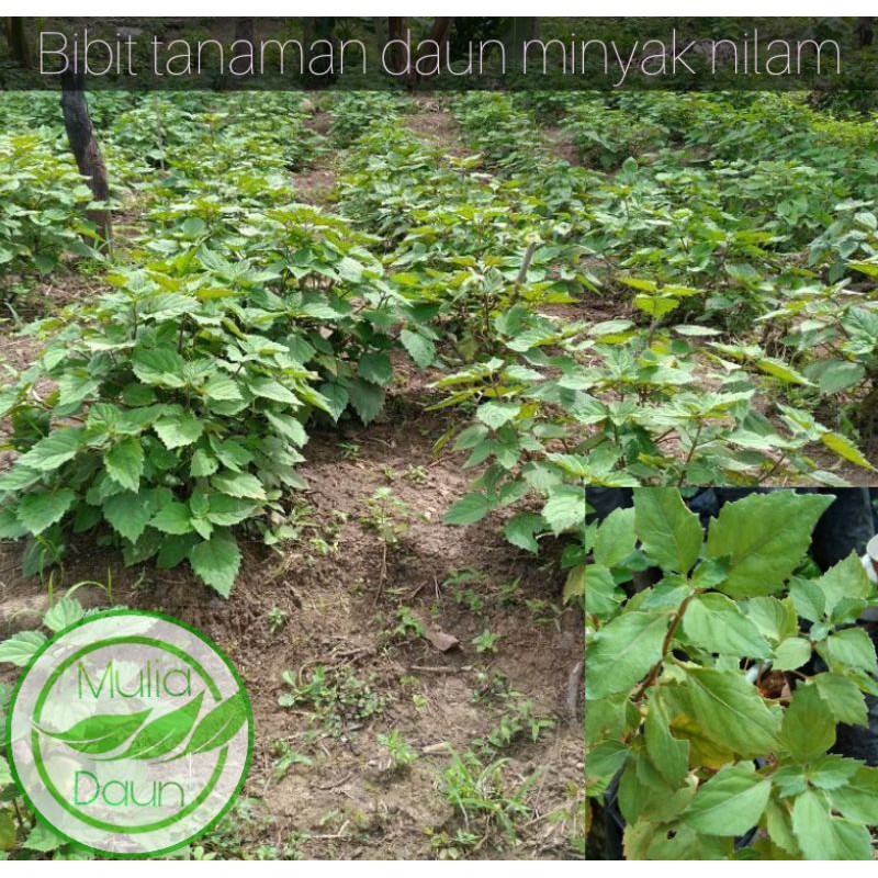 Bibit tanaman nilam/Pohon daun minyak nilam