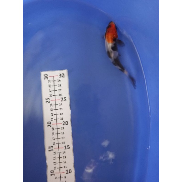 Ikan Koi Tancho Showa Asli Blitar Garansi ikan tiba Selamat