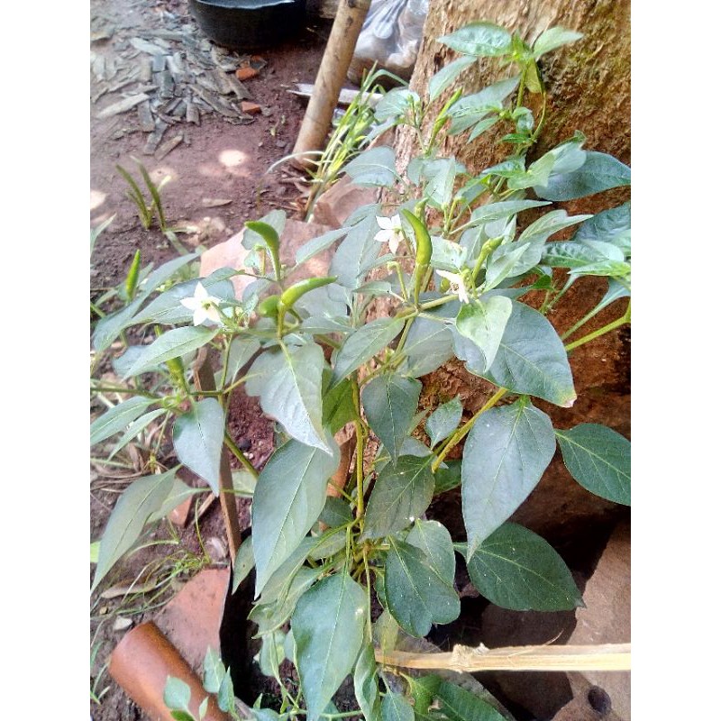 bibit cengek dan manggis murah