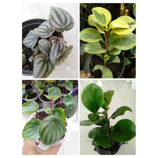 tanaman hias peperomia picolo banda/peperomia silver/peperomia varigata/peperomia hijau/peperomia wa
