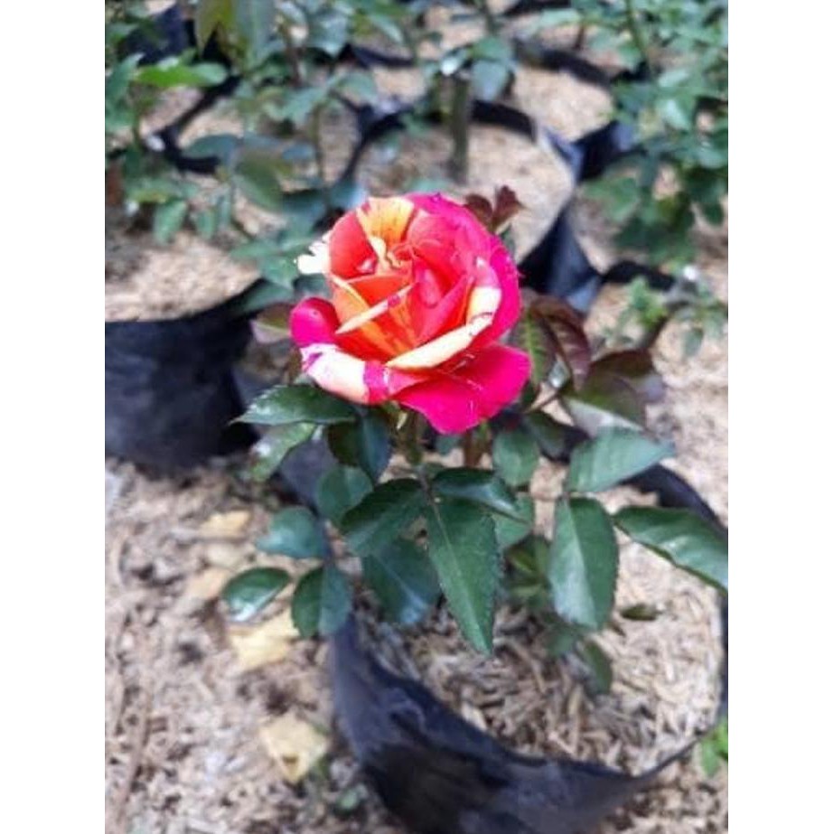 Sif Bibit Tanaman Hias Bunga Mawar Pelangi