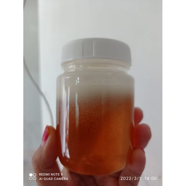 

madu lebah hutan
