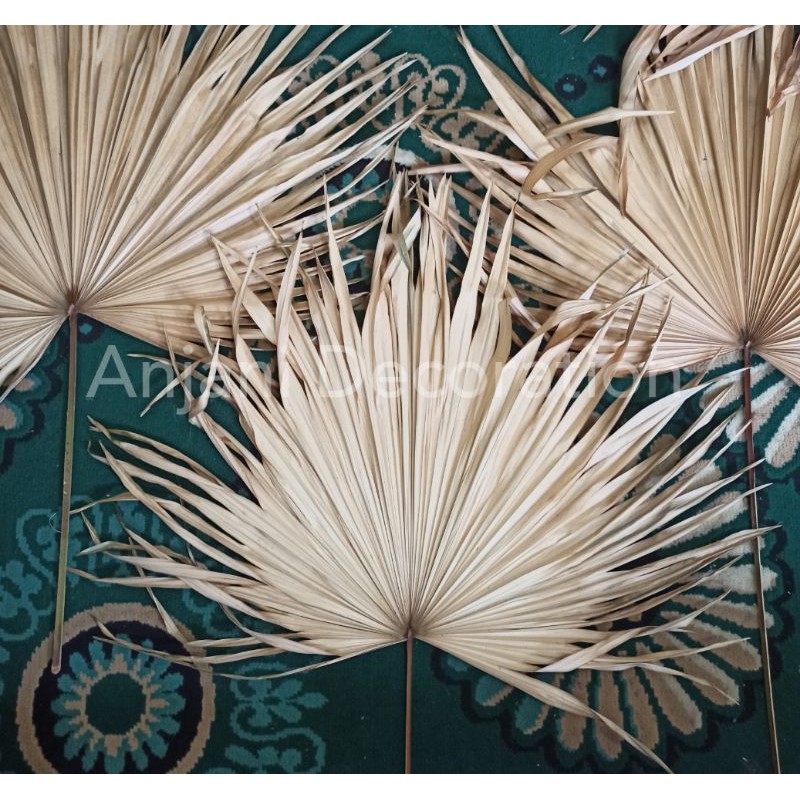 daun Palem kering mini full