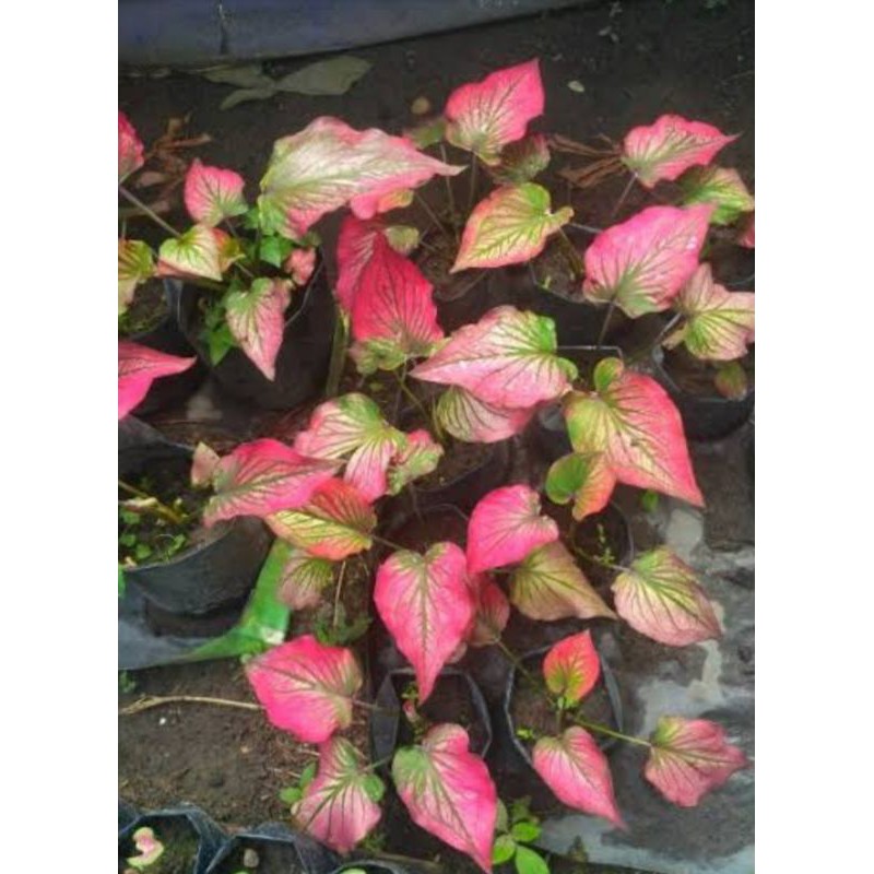 caladium infinity