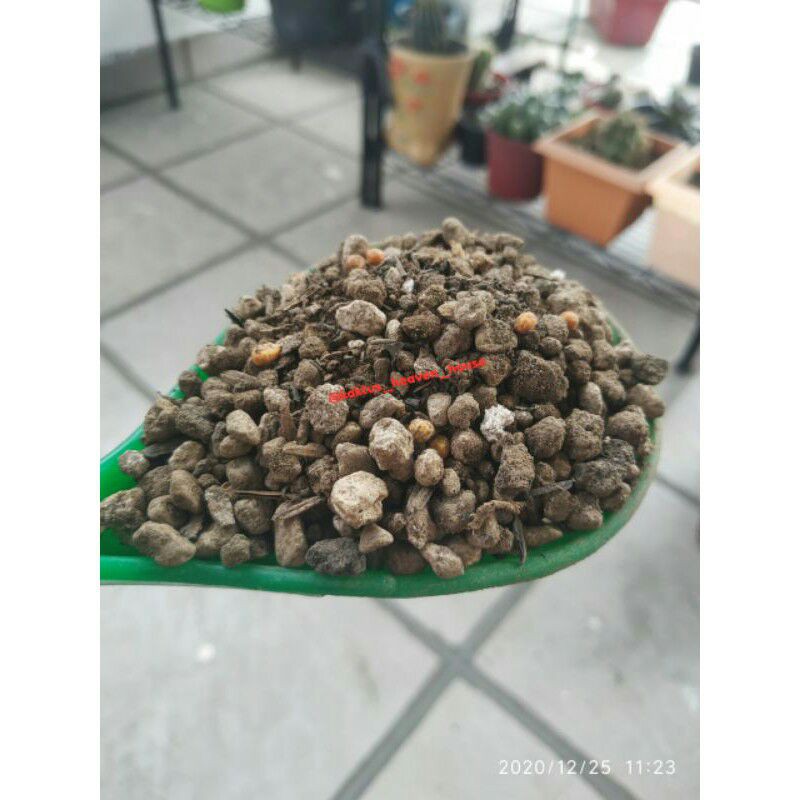 Media Tanam Lithops dan Kaktus Sekulen Porous