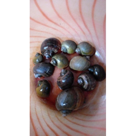 promo keong sawah hidup per pcs