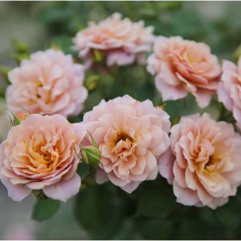 bunga mawar import iori DEWASA