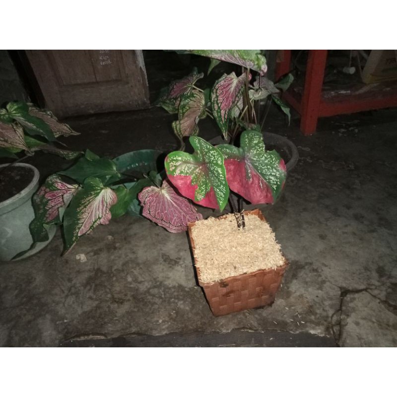 keladi baret merah dewasa daun 2