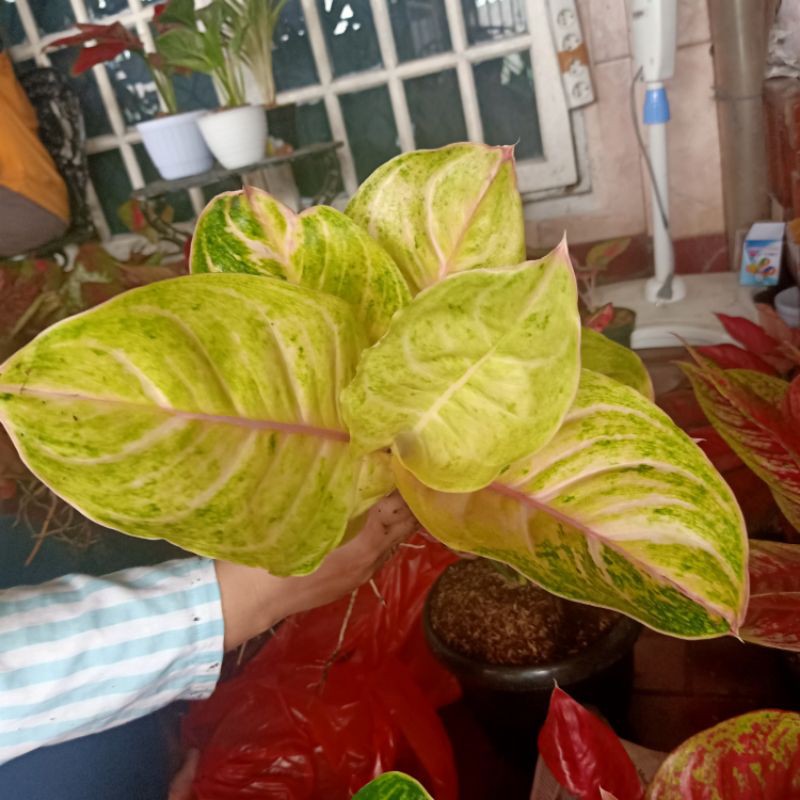 Aglonema bidadari merah hias
