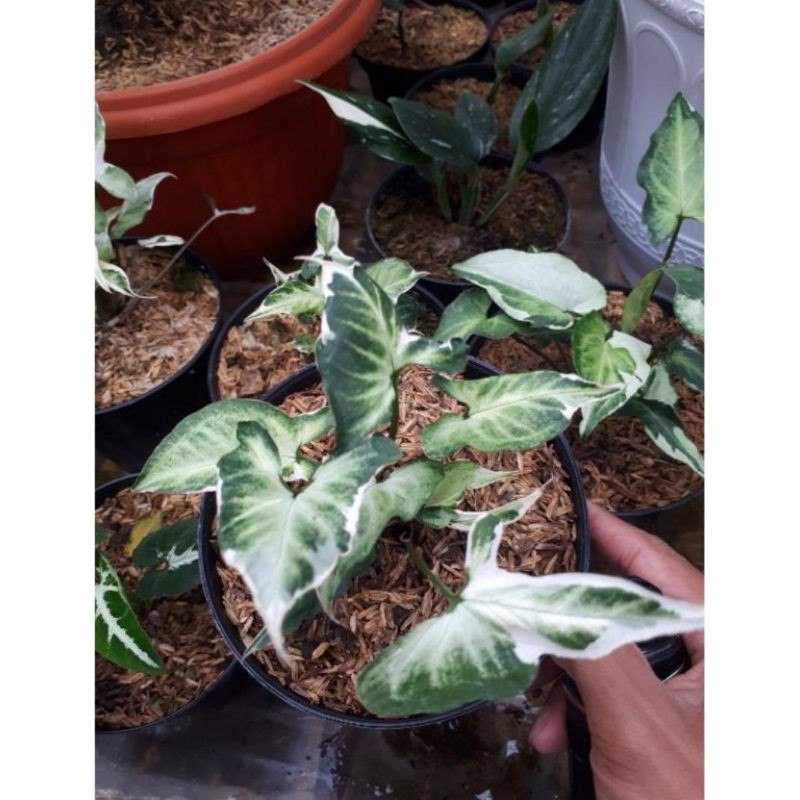 Tanaman hias Syngonium Three Kings / Syngonium magic marble