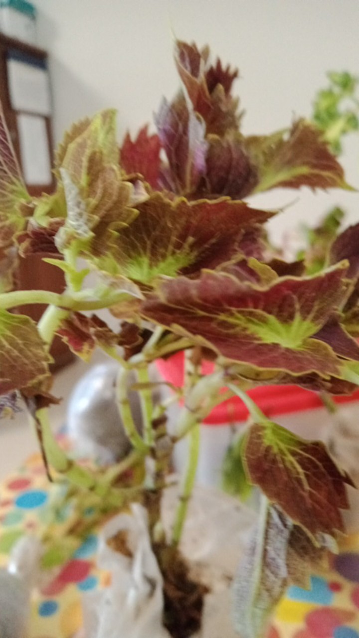 Tanaman Hias Jengger Ayam