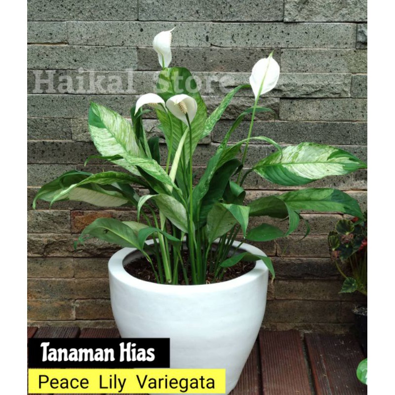 Tanaman Hias peace Lily variegata - tanaman spatuphilum variegata - PeaceLily