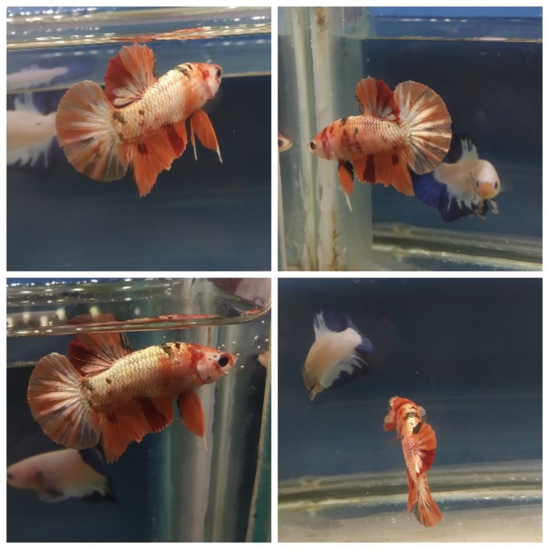 IKAN CUPANG NEMO COPPER GOLD