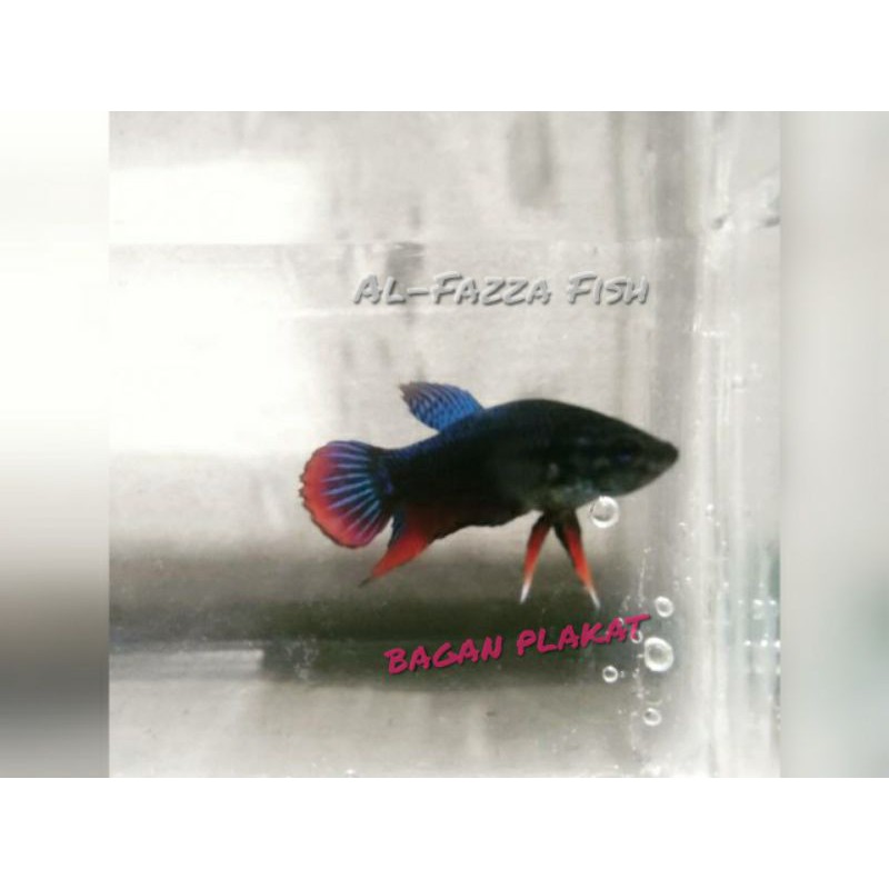 jual ikan hias-ikan cupang-bagan plakat-cupang aduan-Size S