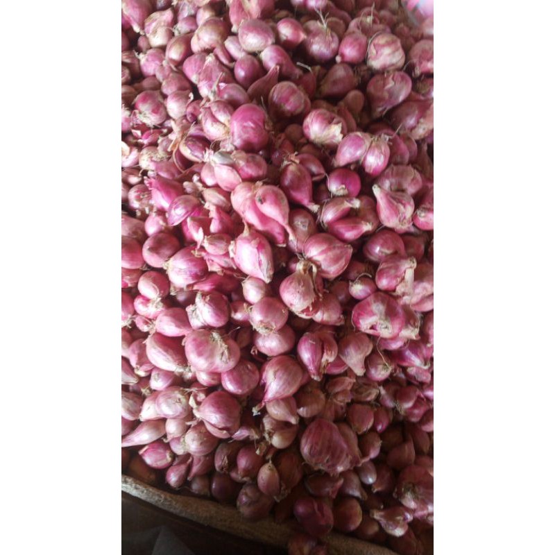 

Bawang Merah Super