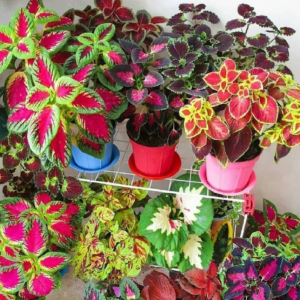 Paket Tanaman hias Bunga Miana Isi 10 Pohon (Warna Mix) - Coleus - Tanaman Hias daun Bunga Langka