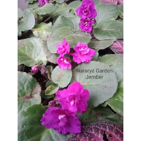 Violces bunga ungu tumpuk ( warna random )