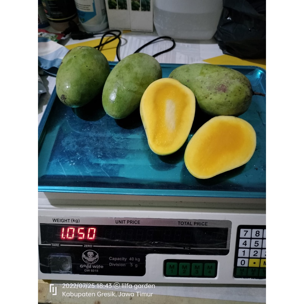 

Mangga chokanan 1kg isi 4-5
