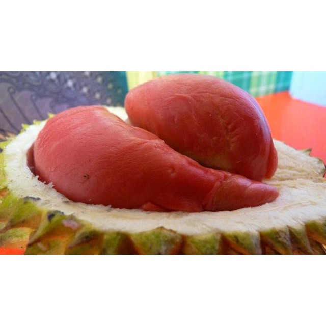 Bibit Durian Merah BONUS Miracle Fruit