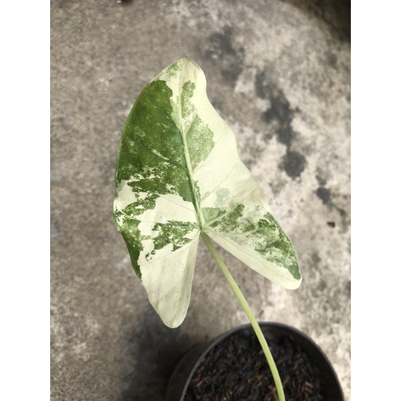 Sente Varigata Real Pic / Alocasia Macrorhiza Variegata Alokasia Varigata