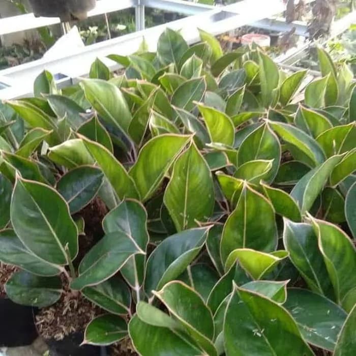 Tanaman hias aglonema lipstik flamingo - aglonema - aglonema lipstik flamingo