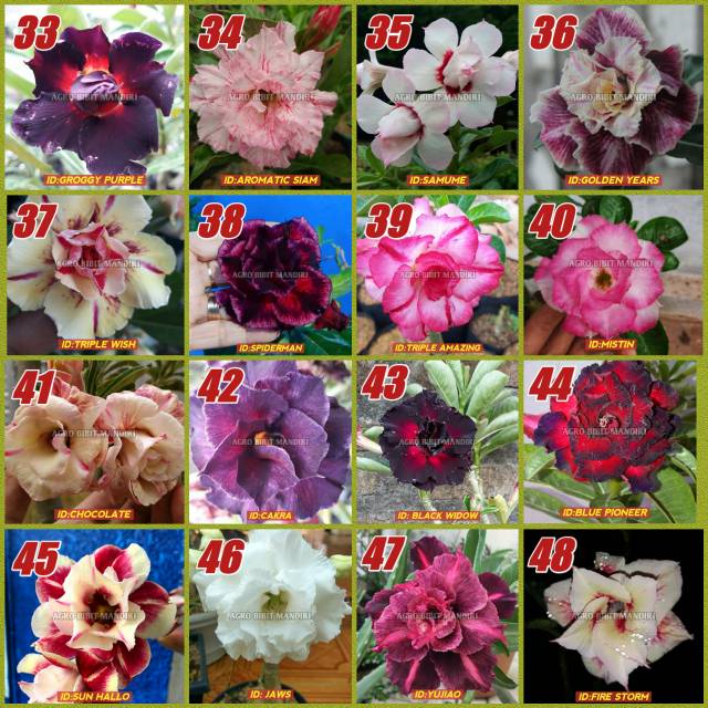 

Bibit adenium bunga tumpuk id terbaru