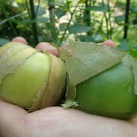 Benih Bibit Biji - Ciplukan Hijau Jumbo Cisineros Tomatillo Seeds