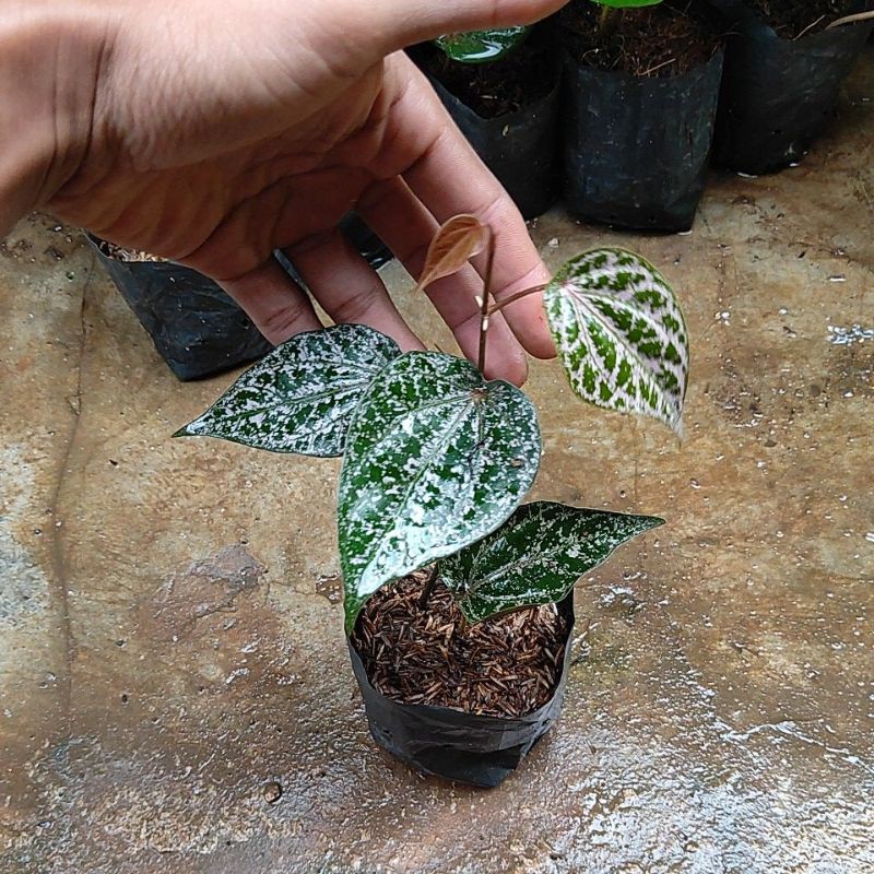 Bibit Sirih Merah Pohon Sirih Merah Bibit Daun Sirih Merah Piper Ornatum Pohon Daun Sirih Merah