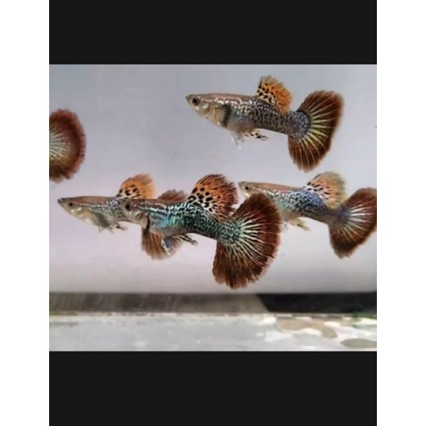 ikan guppy red dragon paket 4 pasang 4 jantan 4 betina