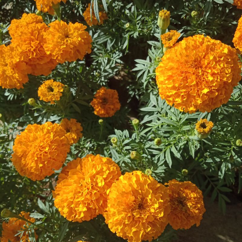 tanaman hias bunga calendula marigold/merry gold/suyok bunga jumbo