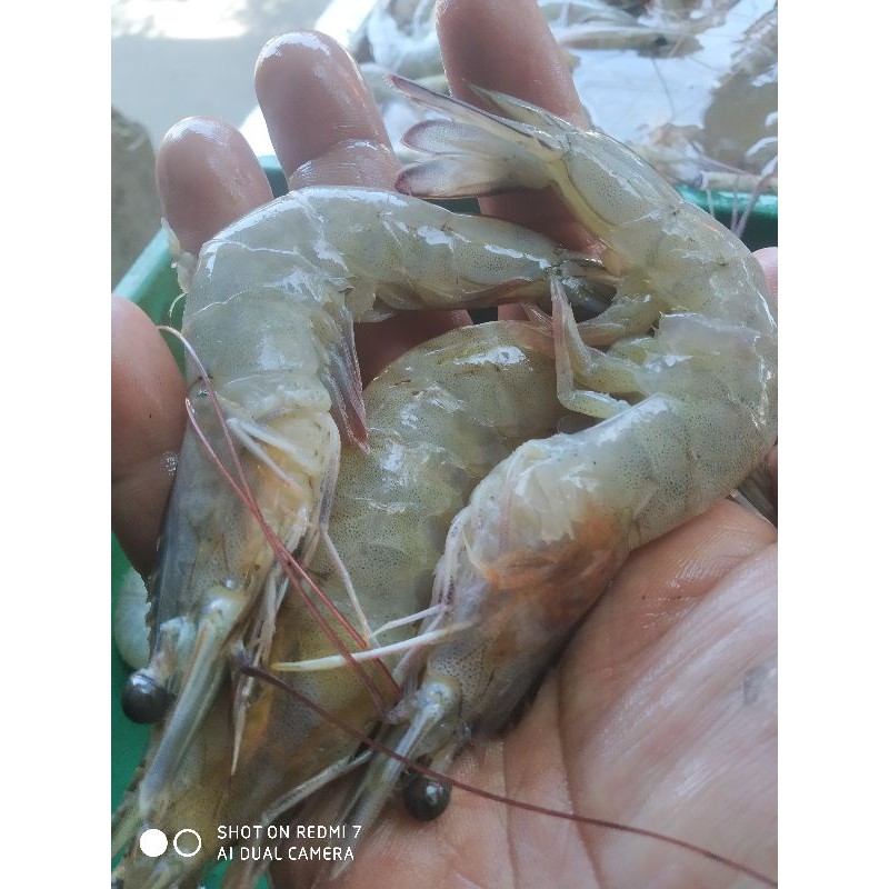 

Udang vaname besar ukuran 50, per 500 gram