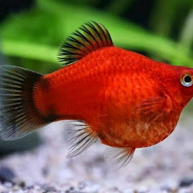 

Ikan hias platy coral merah , platis, plati, platys murah cerial